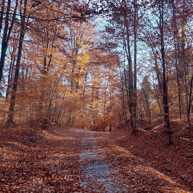Redakce na trase, podzimní les
